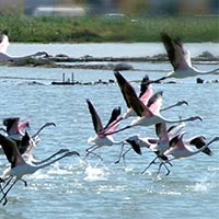 Fenicotteri Rosa saline di Trapani